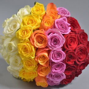 Trandafiri Rainbow Florarie Iasi