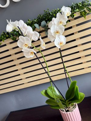 Orhidee „Phalaenopsis Alb” la ghiveci – livrare flori Iași prin azalee.ro
