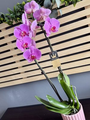 Orhidee „Phalaenopsis Mov” la ghiveci – livrare flori Iași prin azalee.ro