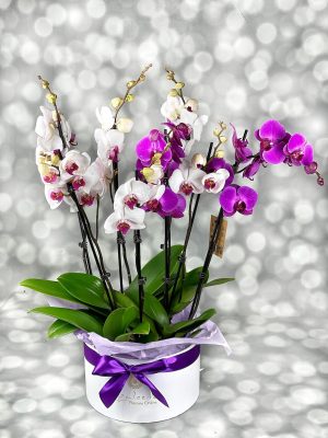 Aranjament floral Phalaenopsis Mixt cu orhidee albe și mov la ghiveci, livrare flori Iași