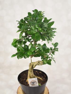 Bonsai Ginseng natural, plantă decorativă de interior, disponibilă prin livrare flori Iași