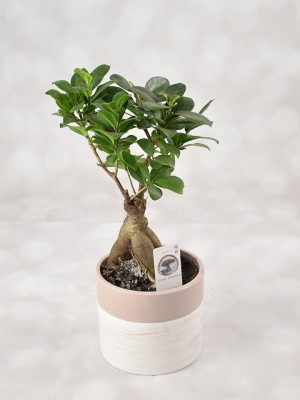 Ficus Ginseng bonsai decorativ, plantă de interior elegantă, disponibilă prin livrare flori Iași