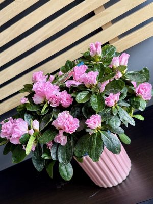 Azalee la ghiveci, plantă decorativă – livrare flori Iași prin azalee.ro