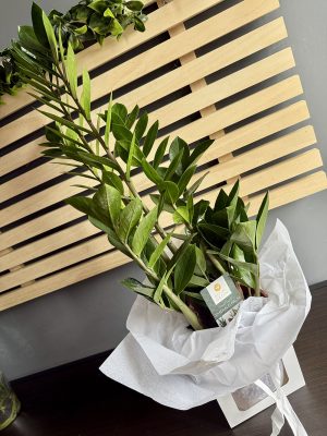 Plantă Zamioculcas în ghiveci, livrare rapidă în Iași – azalee.ro, florărie online
