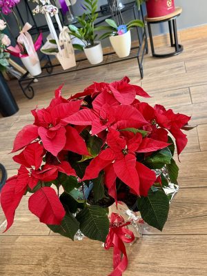 Crăciuniță roșie în ghiveci, plantă decorativă de iarnă pentru interior, azalee.ro livrare flori Iași